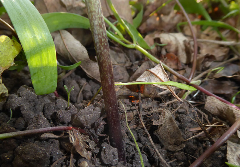 Fritillaria orientalis - Liliaceae